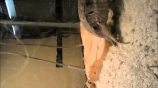 Monitor Lizard Swallows Rat Whole [upl. by Nytsua]