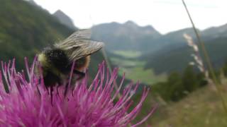 Die Pfitscher Joch  Hummel [upl. by Loferski]