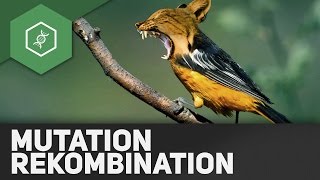 Mutation und Rekombination – Evolutionsfaktoren 1 [upl. by Kitty]