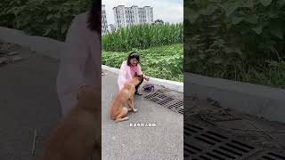 Stray dog ​​helps woman get her wallet back to repay her kindness BraveDogShowshorts [upl. by Yrok]