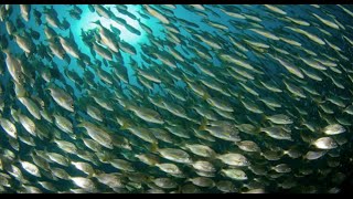 Saving the oceans can feed the world  Jackie Savitz  TEDxMidAtlantic [upl. by Scrivings]