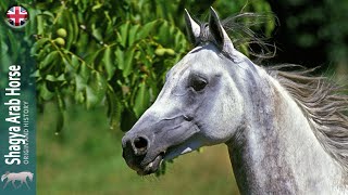 SHAGYA ARAB HORSE An oriental horse originally created for war ORIGIN OF THE BREEDS [upl. by Winer]