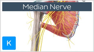 Median Nerve  Course Distribution amp Branches  Human Anatomy  Kenhub [upl. by Litton679]