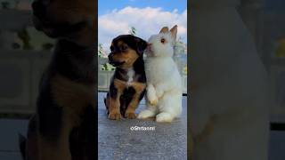 Baby doggie with rabbit sweet moments babydoggie up rabbit cutedog shorts sweet [upl. by Godred674]