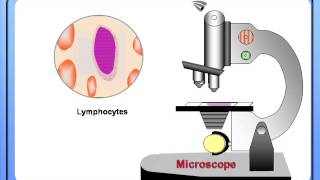 Counting of Blood Cells under Microscope for biology students 11 and 12 [upl. by Motch]