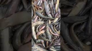 Fishing shorts video ytshorts shorts trending [upl. by Eimareg352]