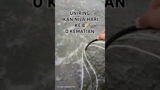 UNIRING KOLAM IKAN NILA D2 [upl. by Hgielanna590]