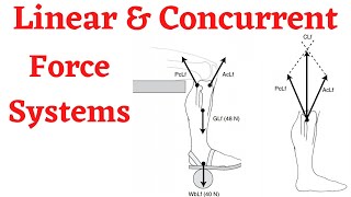 Biomechanics Translatory Motion In Linear And Concurrent Force Systems [upl. by Asyle699]