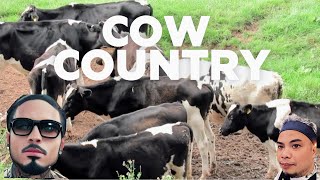 THE COW COUNTRY IS A VERY NICE VIEW IN THE PLANET EART WITH BIRD SOUNDS [upl. by Audy]