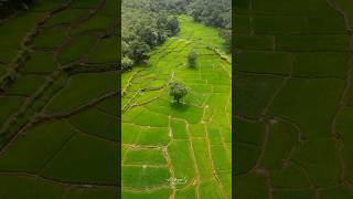 Goa 💚 Canacona goa paddy [upl. by Barnet]