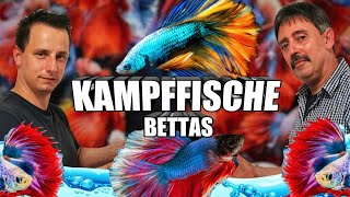 Kampffisch Betta Haltung und Pflege [upl. by Natsirc3]