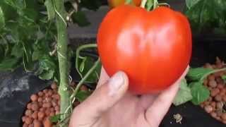 1lb Hydroponic Tomato Deep Water Culture [upl. by Ymaral]