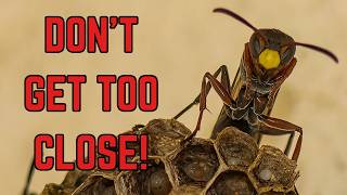 Worst Aussie Gardening Fear Up Close  Paper Wasp  Australia [upl. by Aysan]