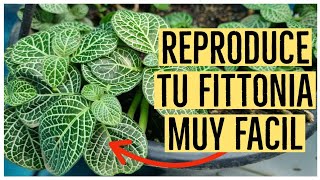 COMO SE REPRODUCE LA FITTONIA  Paso a Paso [upl. by Markland]