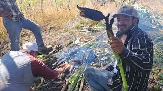 Que ricos elotes asados en el barbecho de mi conpadre y lupita [upl. by Edurtreg135]