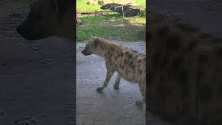 La belleza salvaje a un clic Capturando la esencia de las hienas en Busch Gardens hienas [upl. by Witha285]