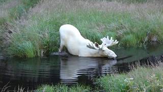 Extraordinary White Moose Takes a Dip in a Swedish Lake [upl. by Leakcim796]