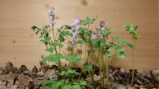 Corydalis cava time lapse [upl. by Sachsse544]