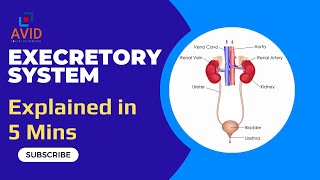 Excretory System Explained in 5 Mins  Biology  Organs of Excretion System Class VI ICSE CBSE AEA [upl. by Akihsal443]