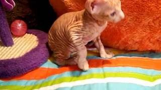 HAIRLESS Don Sphynx amp Peterbald KITTENS  Sleekats Dante Red Spotted Tabby [upl. by Ecitsuj738]