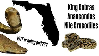 The Truth About Florida’s Newest Invasive Species Crocs Cobras amp Anacondas [upl. by Weider]