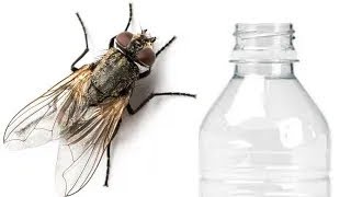 How to Make a Homemade Fly Trap Plastic bottle fly trap Make a DIY flytrap in 1 minute [upl. by Nodearb]