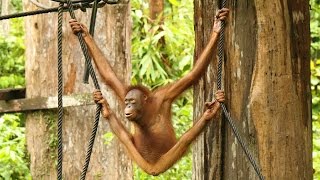 Outdoor Nursery of Sepilok Orangutan Rehabilitation Center [upl. by Singh698]