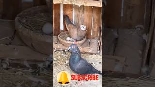 Dubara anday day diye 🥰magar incubate hi nahi kar Rahi 😲 viralvideo kabootar pigeon minivlog [upl. by Eagle271]