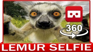 360° VR VIDEO  LEMUR  DISCOVERY ANIMAL amp NATURE  VIRTUAL REALITY 3D [upl. by Haily]