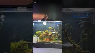 Got new fish for my 70litre fish tank🐠 australia platy fish aquascapers tetras youtubeshorts [upl. by Bailey]