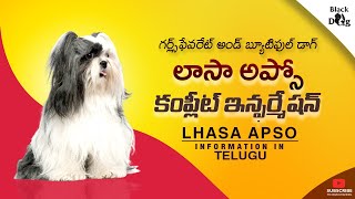 lhasa apso dog information telugu  lhasa apso Facts telugu [upl. by Learrsi]