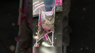 SIMBA im Puppenwagen🎀 katzenmusik cute katze [upl. by Akim]