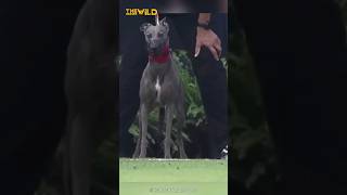 Super Fastest Dog Breed in the World  Greyhound Dog shorts [upl. by Willin375]