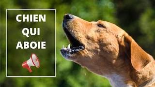 Chien qui aboie Voyez comment votre chien réagit 🐶 🔊Dogs Barking Sound Effect [upl. by Ramona344]