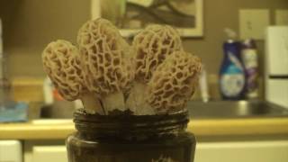 Grow Morel Mushrooms at home [upl. by Esialb]