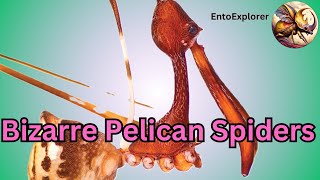 Bizarre Pelican Spiders Found [upl. by Anibor]