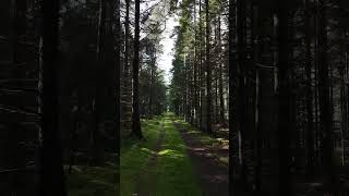 Walking in the forest hiking Glesborg Bønnerup Gjerrild Nordsøstien [upl. by Shae24]