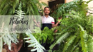 Helechos y sus cuidados 🌱las plantas más antiguas e imponentes 🦖este video te va a encantar😍 [upl. by Inessa]