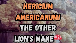 Hericium Americanum The Other Lions Mane [upl. by Bascomb]