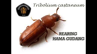 Pengamatan hasil rearing Tribolium castaneum jurusan Hama Penyakit Tumbuhan HPT FP UB [upl. by Aneroc]