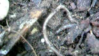 Earthworm Lumbricus Terrestris [upl. by Eadas]