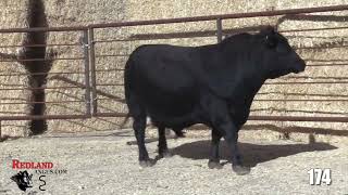 Redland Angus Lot 174 [upl. by Ellehciram]