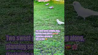 Two sweet galahs plodding along 🌸💝🌸 shorts birds sweet galahcockatoo plodding wildlife [upl. by Leesen]