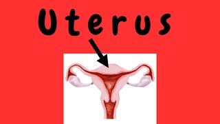 Uterus [upl. by Allenotna]