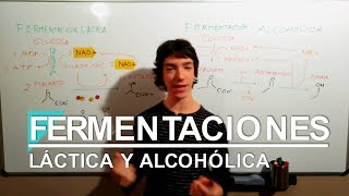 Fermentaciones Láctica y Alcohólica [upl. by Scharaga756]