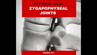 Fun Facts About Zygapophyseal Joints Z Joints  Erik Dalton [upl. by Enram386]