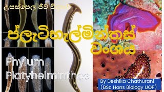 Kingdom Animalia  Phylum Platyhelminthes  ප්ලැටිහැල්මින්තස් වංශය [upl. by Elicul]