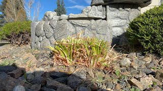 Daylily cleaning after VERY hard killing freeze [upl. by Valma]