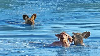 Wild Dogs Turn Into Crocodiles To Try Catch Baby Buck [upl. by Erdnad]