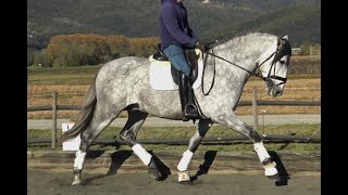 Wonderful baroque PRE stallion for upper dressage [upl. by Astri]